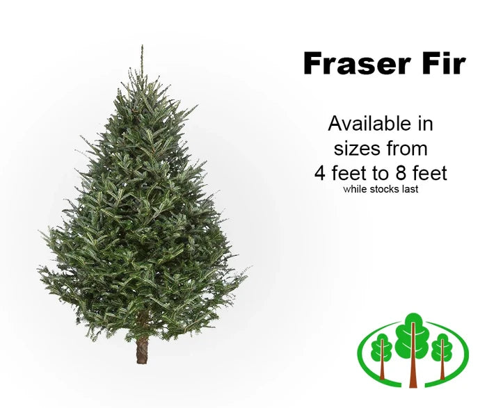6' Fraser Fir