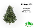 7' Fraser Fir