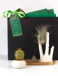 Airborn Intentions Aerial Plant Gift Set with cactus, air plant, coral-inspired sculpture, and crystal for calm, balanced spaces.