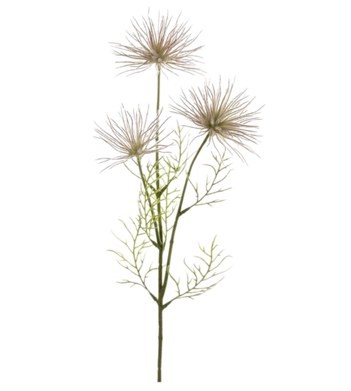 Anémone Violette