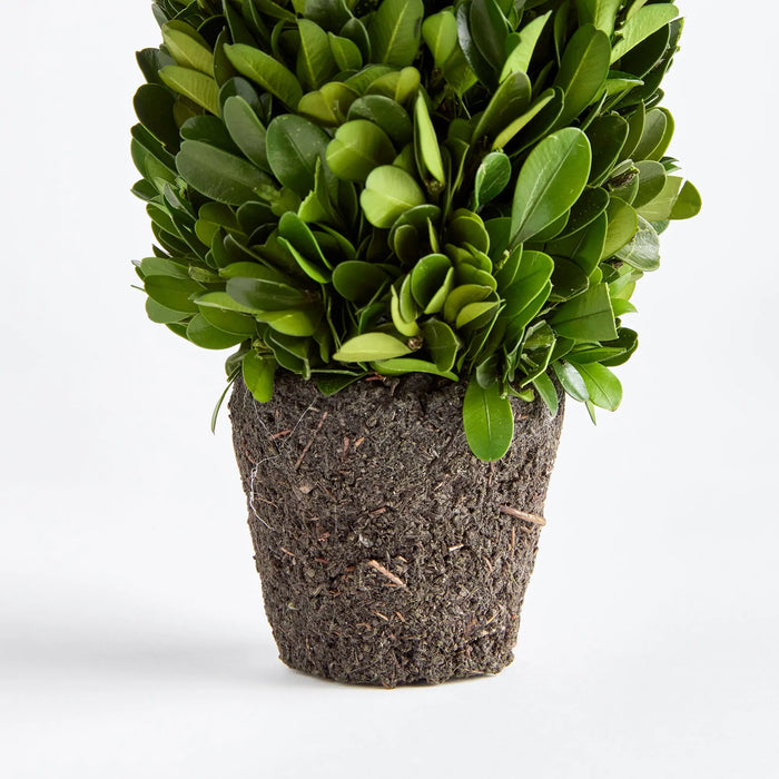 BOXWOOD CONE TOPIARY DROP-IN 12" Villa Decor & Design