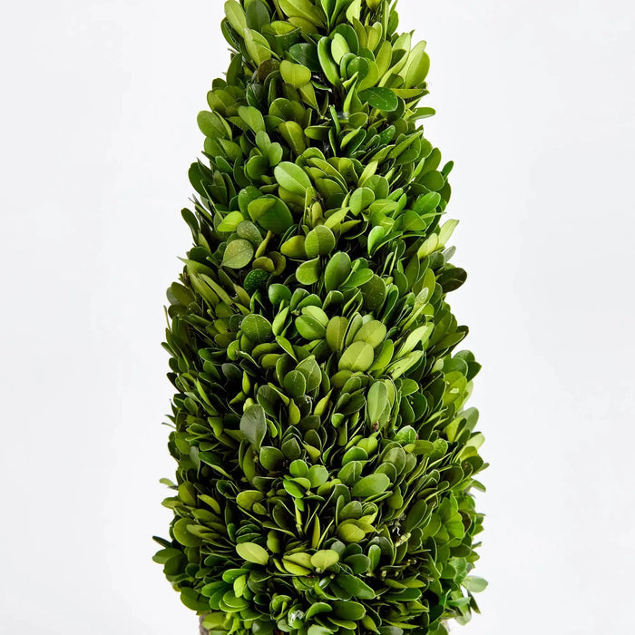 BOXWOOD CONE TOPIARY DROP-IN 16" Villa Decor & Design