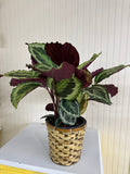 Calathea Medallion