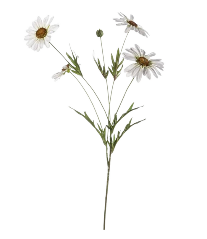 Daisy Lumière