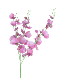 Dancing Orchids | Available in 5 Colors