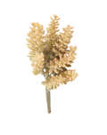 Donkey Tail Sedum-White