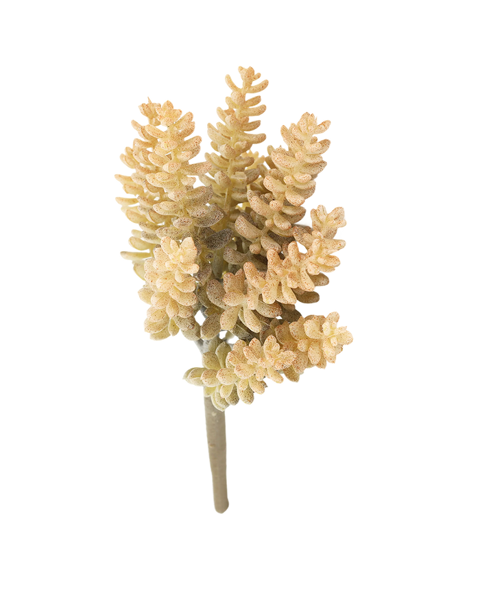 Donkey Tail Sedum-White