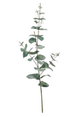 Eucalyptus Serenité