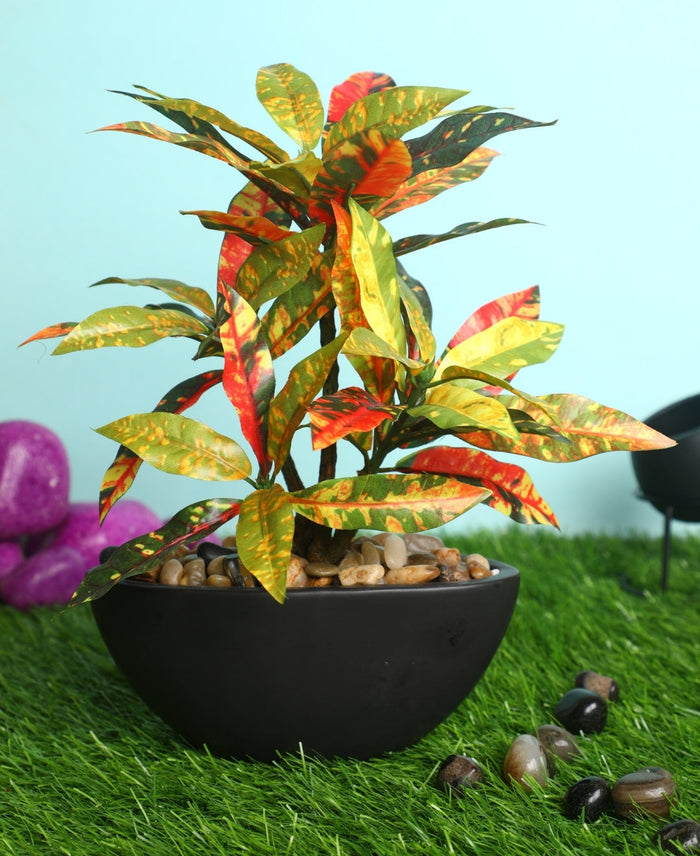 Expobazaar Elegant Bonsai in Modern Bowl