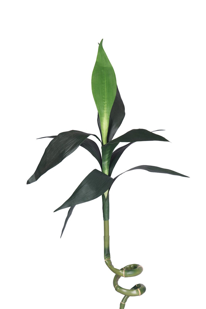 Expobazaar Elegant Spiral Lucky Bamboo Stick