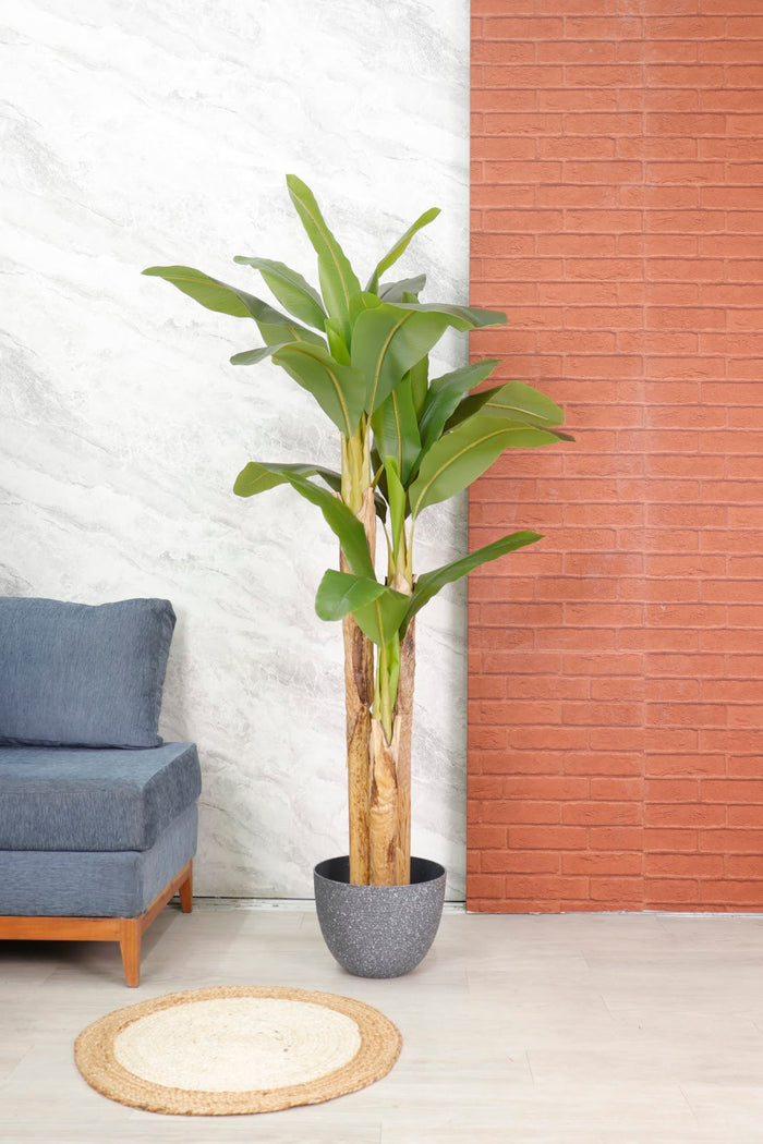 Expobazaar Tall Tropical Banana Plant for Elegant Interiors With Pot
