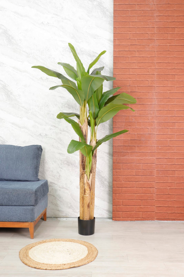 Expobazaar Tall Tropical Banana Plant for Elegant Interiors With Pot