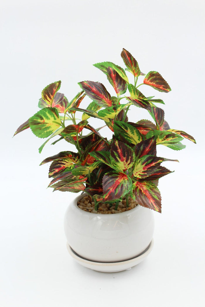 Expobazaar Vibrant Aglaonema Bonsai for Elegant Home Decor