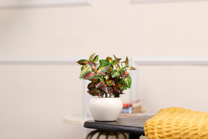 Expobazaar Vibrant Aglaonema Bonsai for Elegant Home Decor