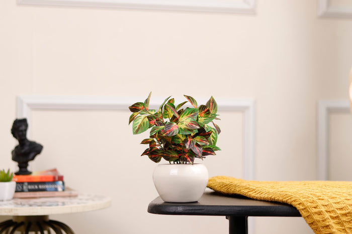 Expobazaar Vibrant Aglaonema Bonsai for Elegant Home Decor