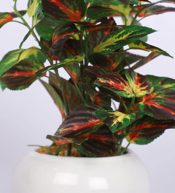 Expobazaar Vibrant Aglaonema Bonsai for Elegant Home Decor
