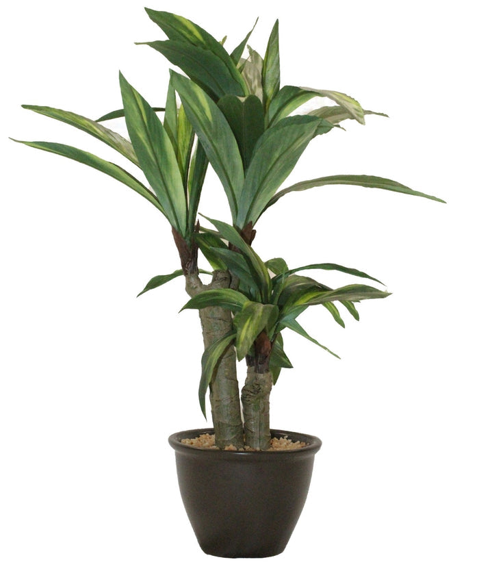 Expobazaar Vibrant Cordyline Bonsai for Contemporary Home Decor