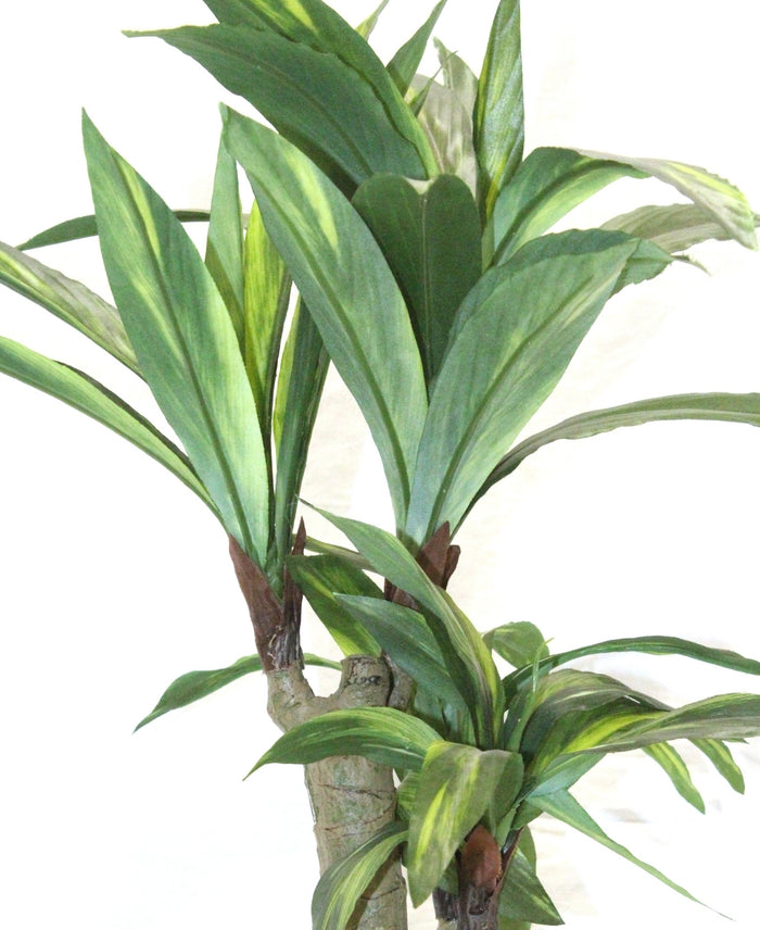 Expobazaar Vibrant Cordyline Bonsai for Contemporary Home Decor
