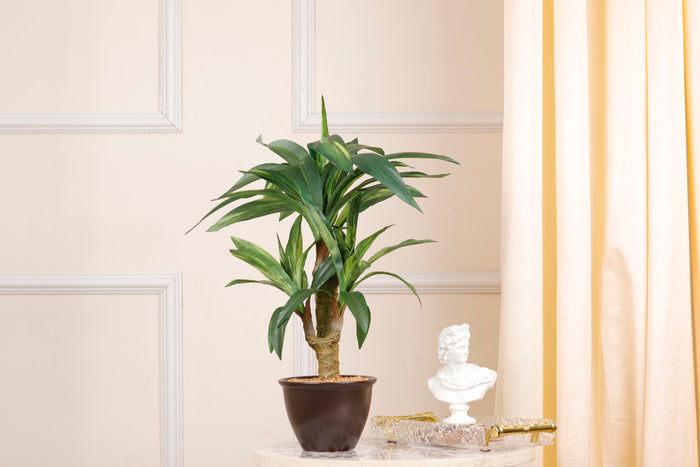 Expobazaar Vibrant Cordyline Bonsai for Contemporary Home Decor