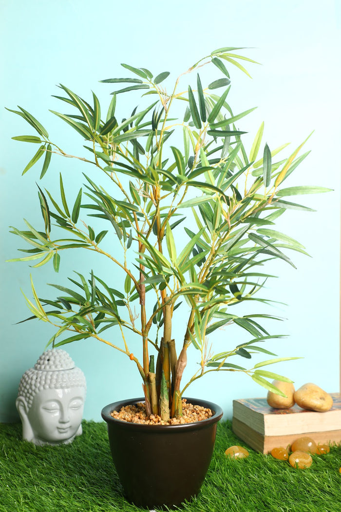 Expobazaar Vibrant Cordyline Bonsai for Contemporary Home Decor