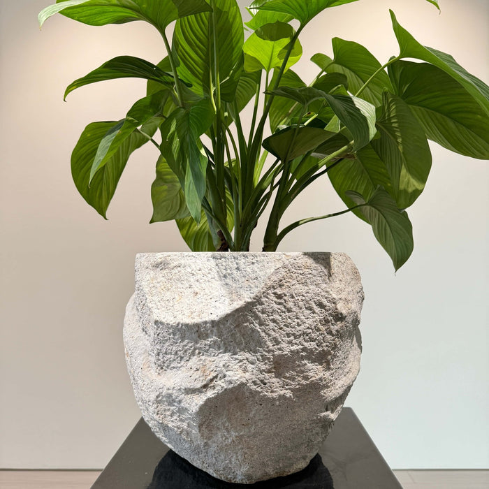 Nature's Canvas: Organic Stone Planters Elevating Indoor & Outdoor Spaces - JART TEAM