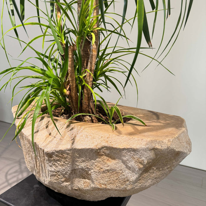 Nature's Canvas: Organic Stone Planters Elevating Indoor & Outdoor Spaces - JART TEAM