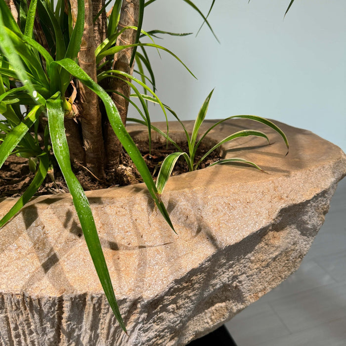 Nature's Canvas: Organic Stone Planters Elevating Indoor & Outdoor Spaces - JART TEAM