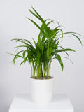 Potted plant on a white surface with a light gray background