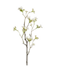 Hamamelis Soleil