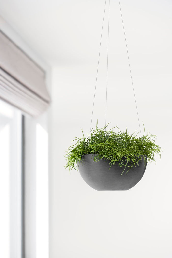 Hanging Brussels Small Bowl Planter - 10.5 in x 10.5 in x 5 in - Dark Grey - Dark Grey,10.5 in x 10.5 in x 5 in