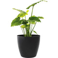 Harrison Small Round Plastic Planter - 15 in x 15 x 13.5 in - Black - Black,15 in x 15 in x 13.5 in