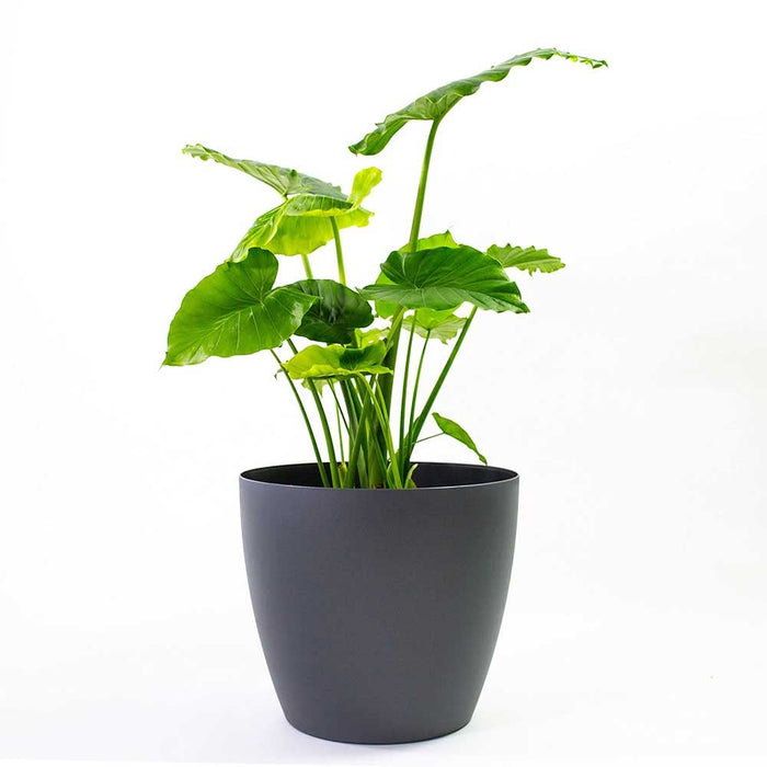 Harrison Small Round Plastic Planter - 18 in x 18 in x 16 in - Black - Black,18 in x 18 in x 16 in