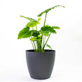 Harrison Small Round Plastic Planter - 18 in x 18 in x 16 in - Black - Black,18 in x 18 in x 16 in