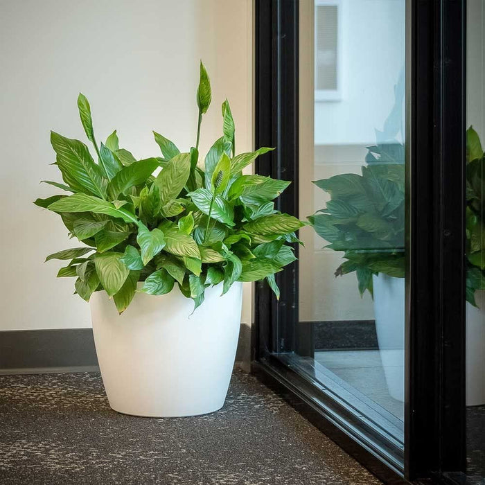 Harrison Small Round Plastic Planter - 18 in x 18 in x 16 in - Black - Black,18 in x 18 in x 16 in