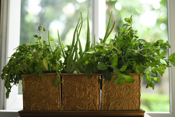 Herb & Bloom Handcrafted Brass Planters with Tray – Set of 3