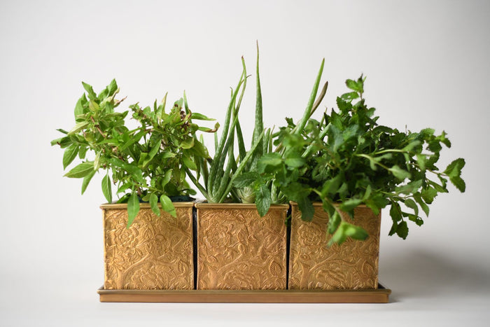 Herb & Bloom Handcrafted Brass Planters with Tray – Set of 3