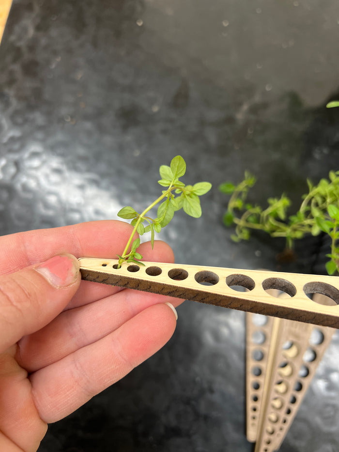 Herb Stripper