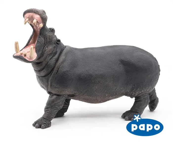 Hippopotamus