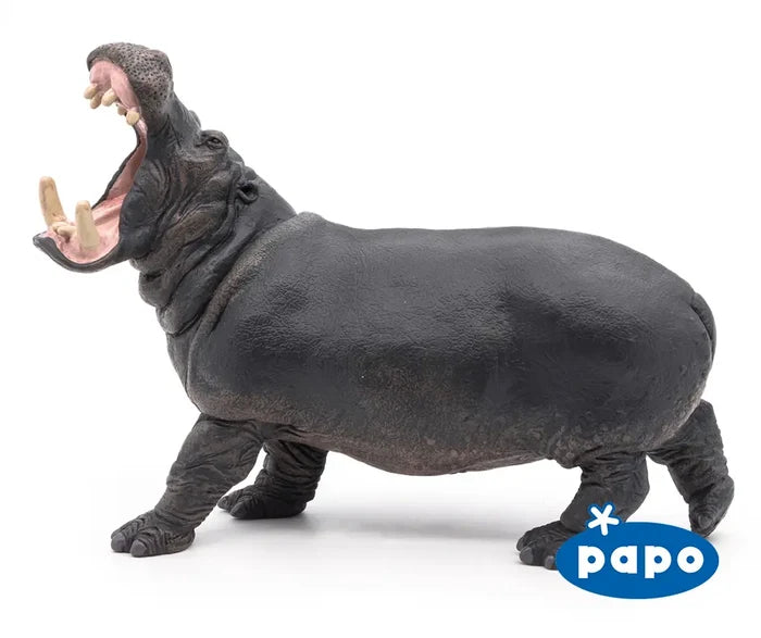 Hippopotamus