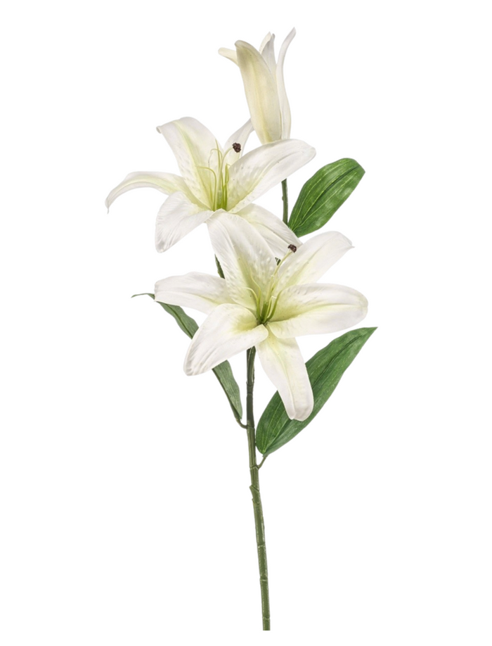 Lily Éclat