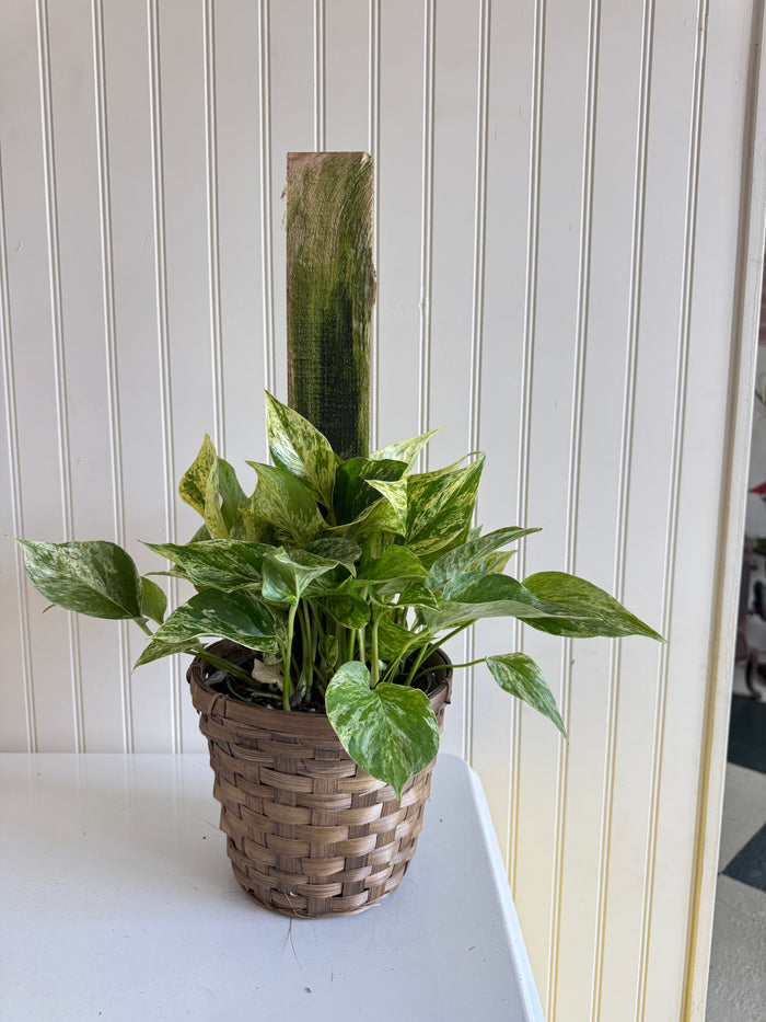 Marble Queen Pole Ivy