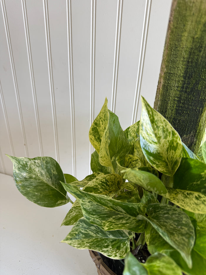 Marble Queen Pole Ivy