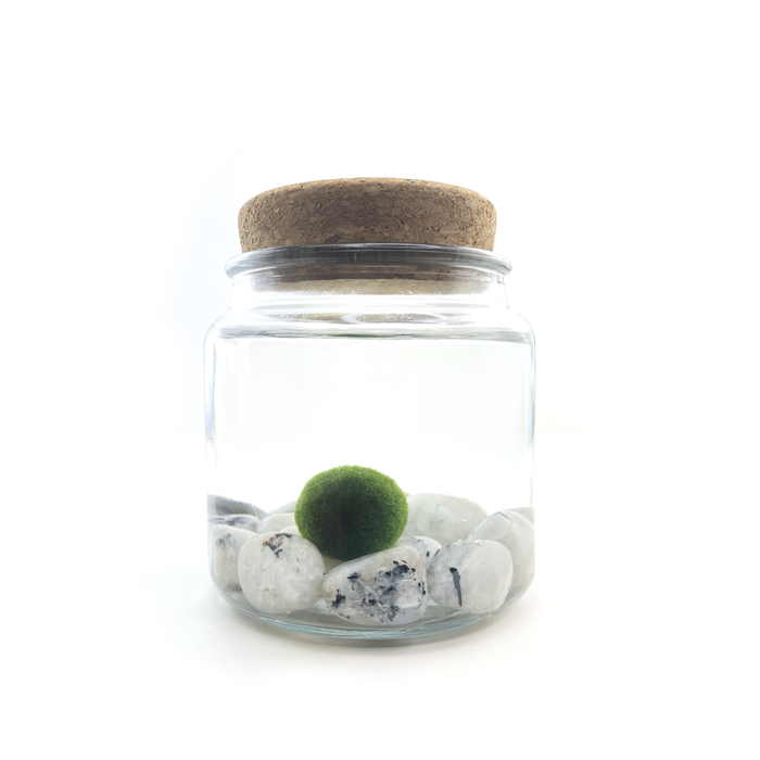 Moonstone Moss Amigo