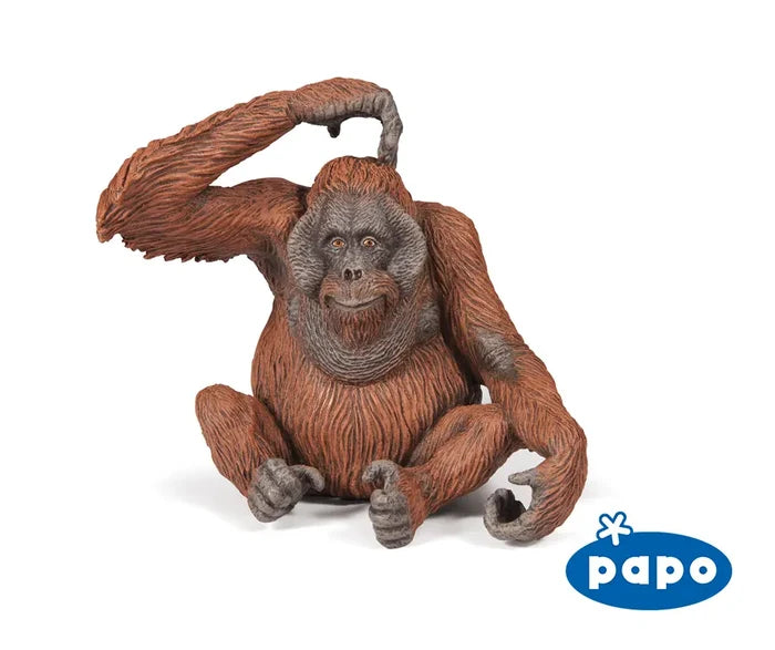 Orangutan