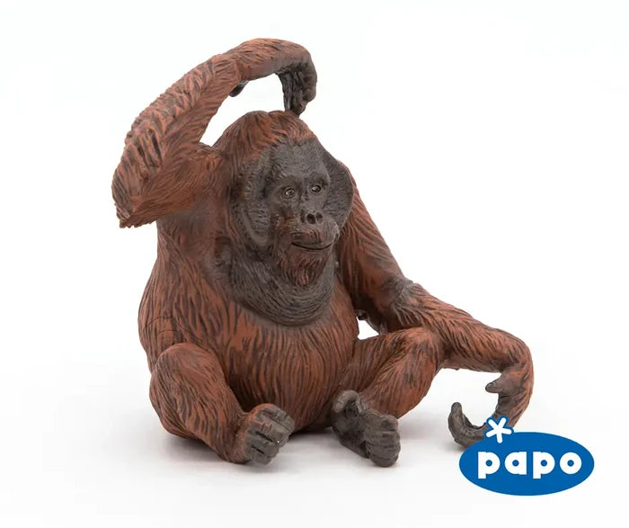 Orangutan