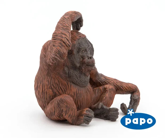 Orangutan