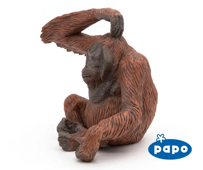Orangutan