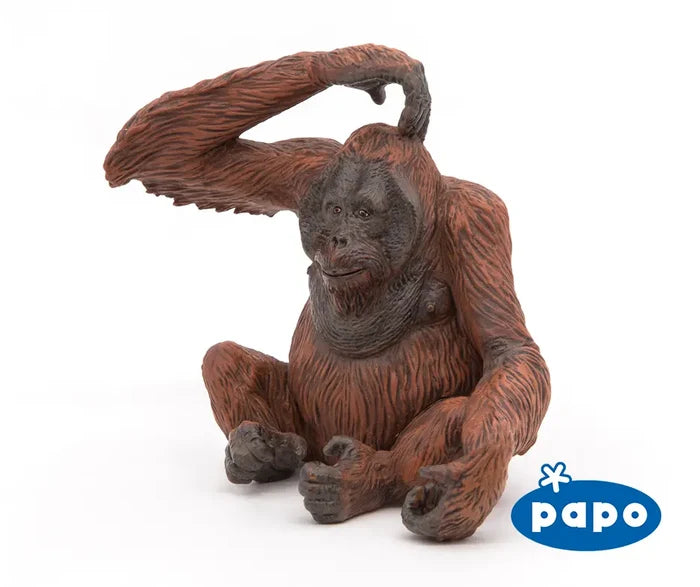 Orangutan