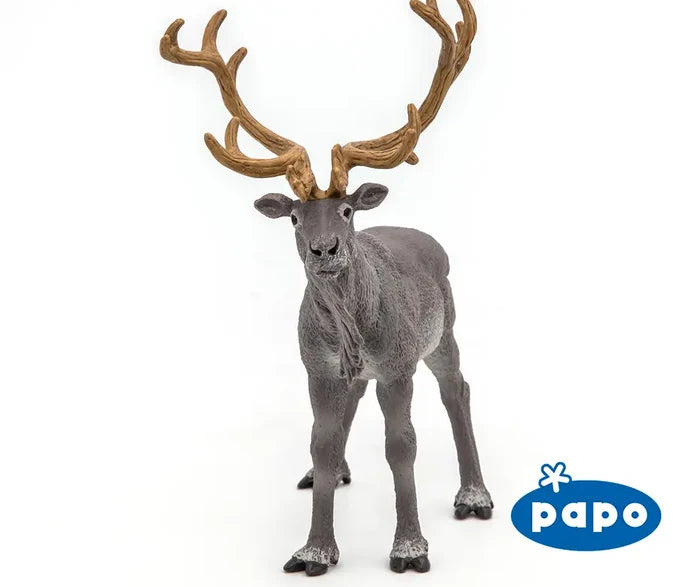 Reindeer