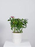 Rose Bush